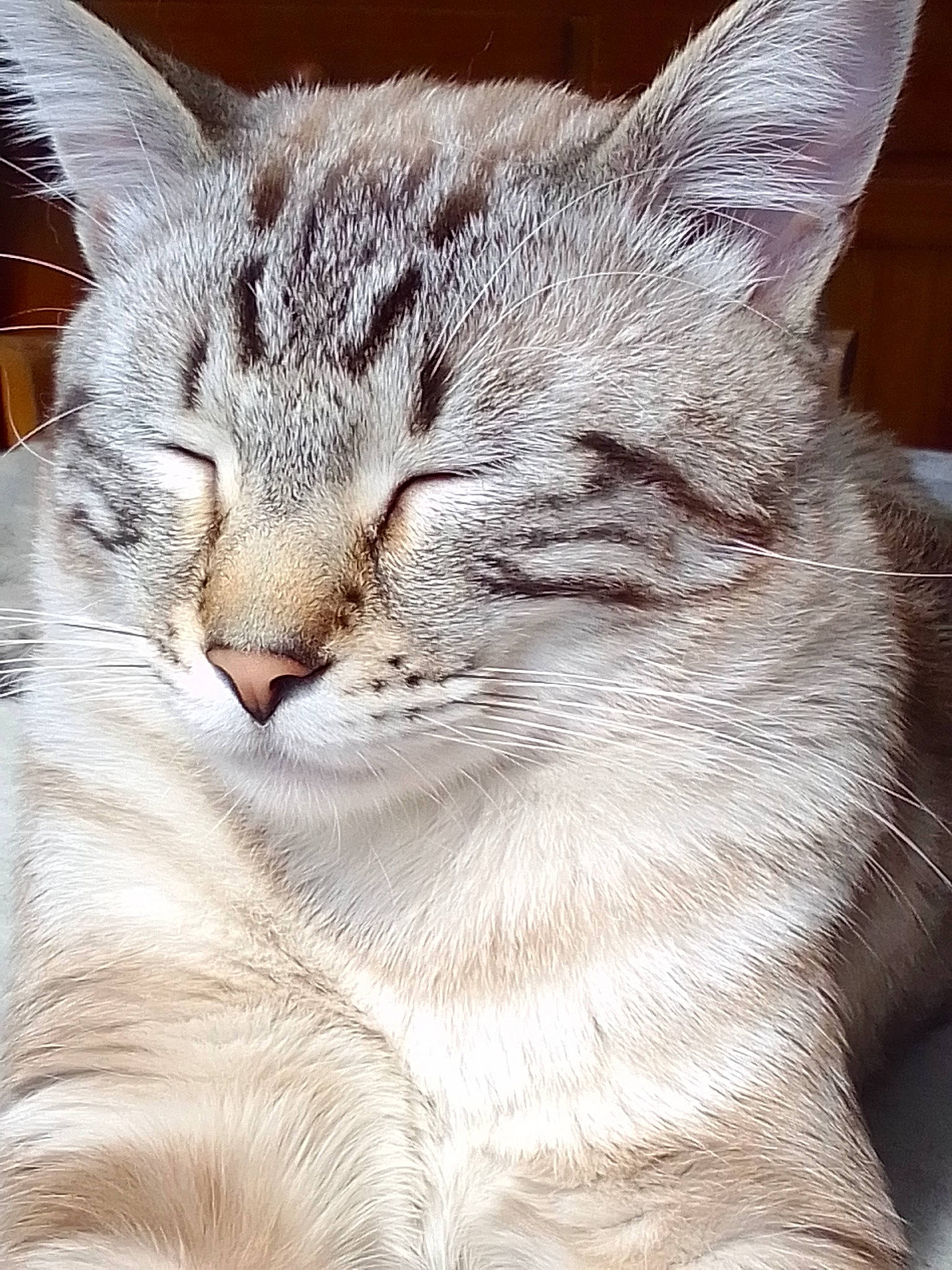 Georges a rejoint le concours — aidez-le/la à gagner de superbes lots ! carnivore, cat, close_up, comfort, domestic_short_haired_cat, felidae, fur, paw, small_to_medium_sized_cats, snout, terrestrial_animal, whiskers, wildlife, window