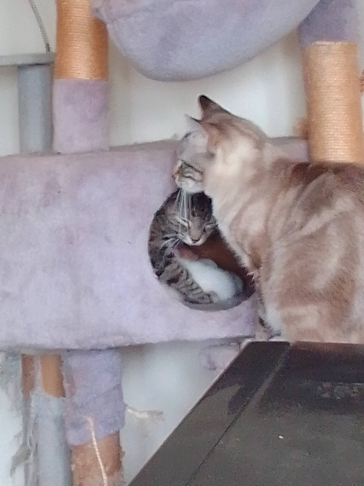 Georges a rejoint le concours — aidez-le/la à gagner de superbes lots ! carnivore, cat, cat_bed, cat_supply, claw, comfort, cone, domestic_short_haired_cat, fawn, felidae, flooring, fur, gas, nap, paw, pet_supply, room, small_to_medium_sized_cats, tail, whiskers