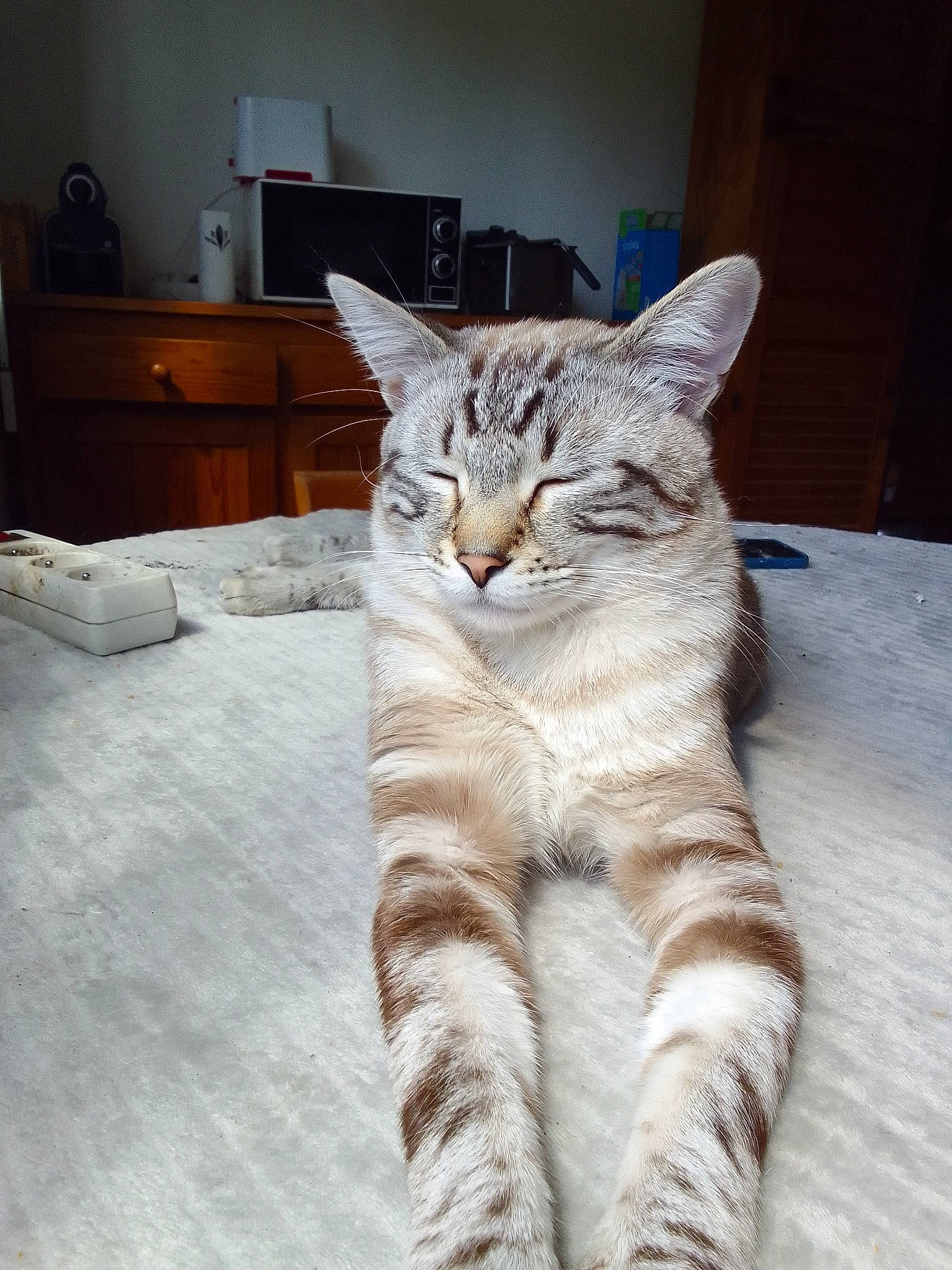 Georges participe au concours pour gagner de l'argent avec cette photo : cabinetry, carnivore, cat, chest_of_drawers, claw, comfort, domestic_short_haired_cat, drawer, eye, fawn, felidae, grey, paw, small_to_medium_sized_cats, snout, tail, television, terrestrial_animal, whiskers, wood