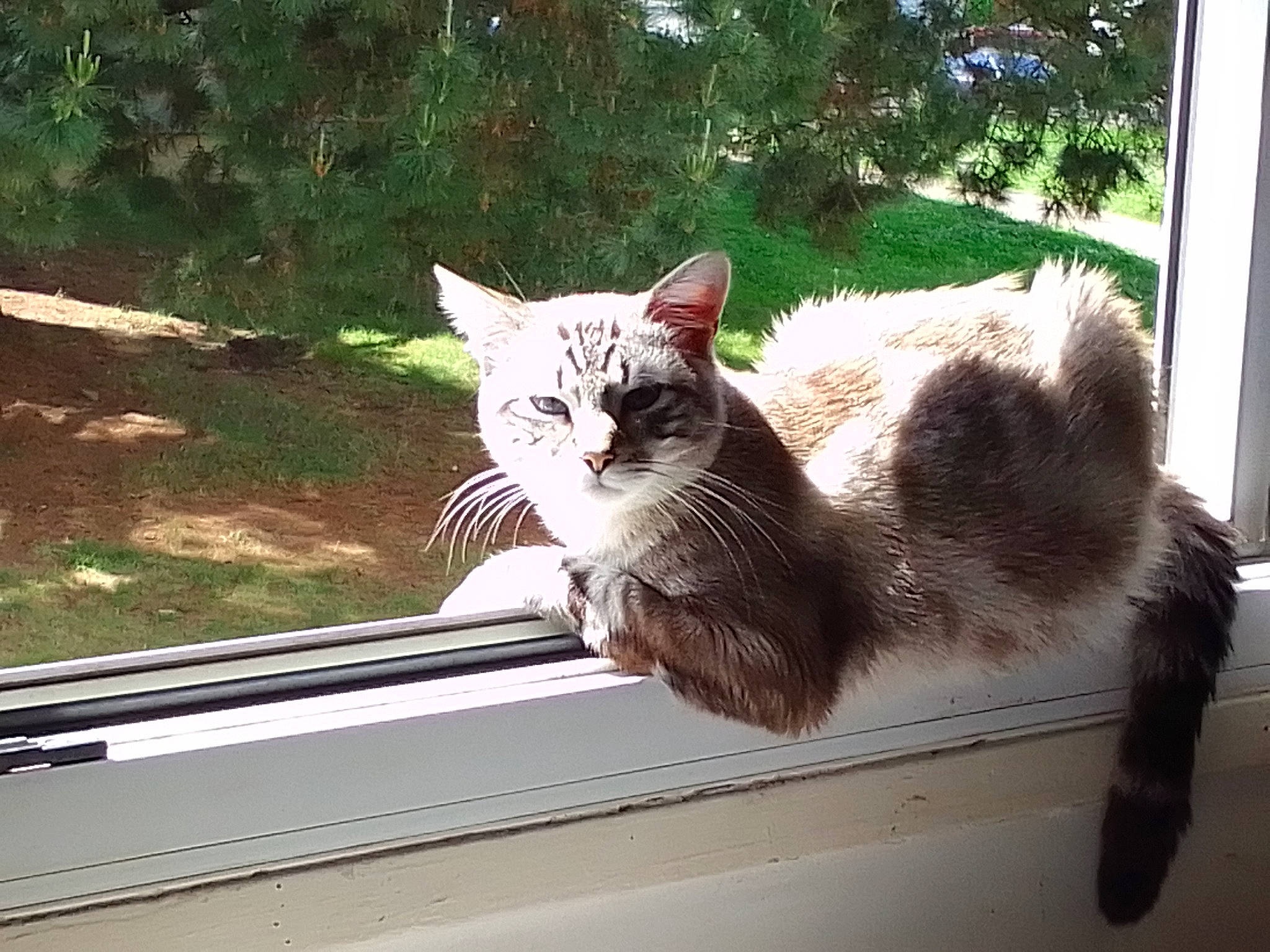 Georges a rejoint le concours — aidez-le/la à gagner de superbes lots ! automotive_exterior, carnivore, cat, domestic_short_haired_cat, door, fawn, felidae, fur, grass, plant, shade, small_to_medium_sized_cats, snout, sunlight, tail, tree, whiskers, window, windshield, wood