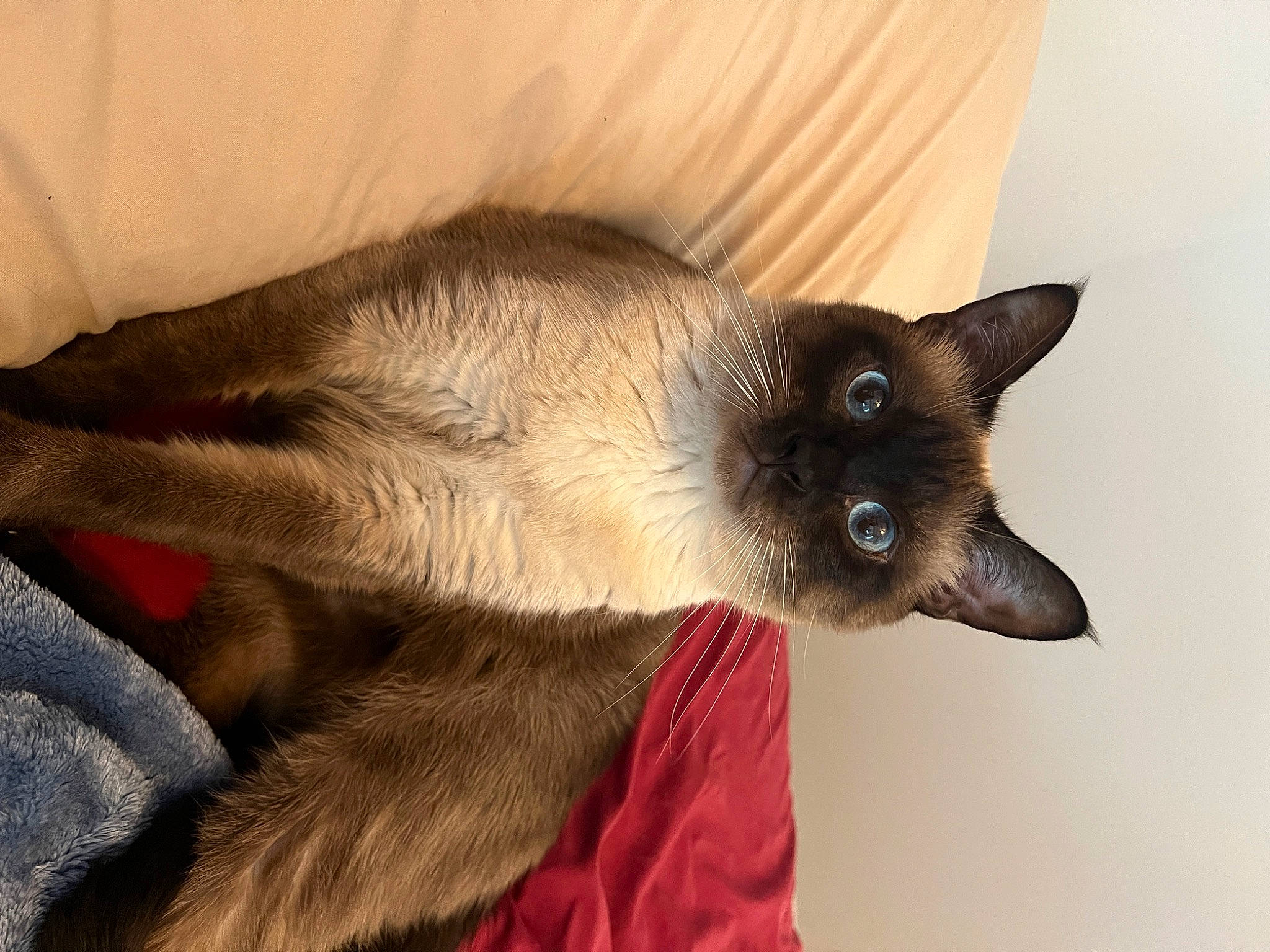 Simba joined the competition — help win amazing prizes! balinese, carnivore, cat, comfort, domestic_short_haired_cat, ear, eye, fawn, felidae, fur, paw, siamese, small_to_medium_sized_cats, snout, tail, terrestrial_animal, thai, whiskers