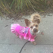 Lady is registered to the contest to win money with this photo: dog, small_dog, pink_clothing, leash, sidewalk, plants, outdoor, curious, pet, animal, fur, ears, walking, accessory, cute, tiny, ruffle, concrete, greenery, collar