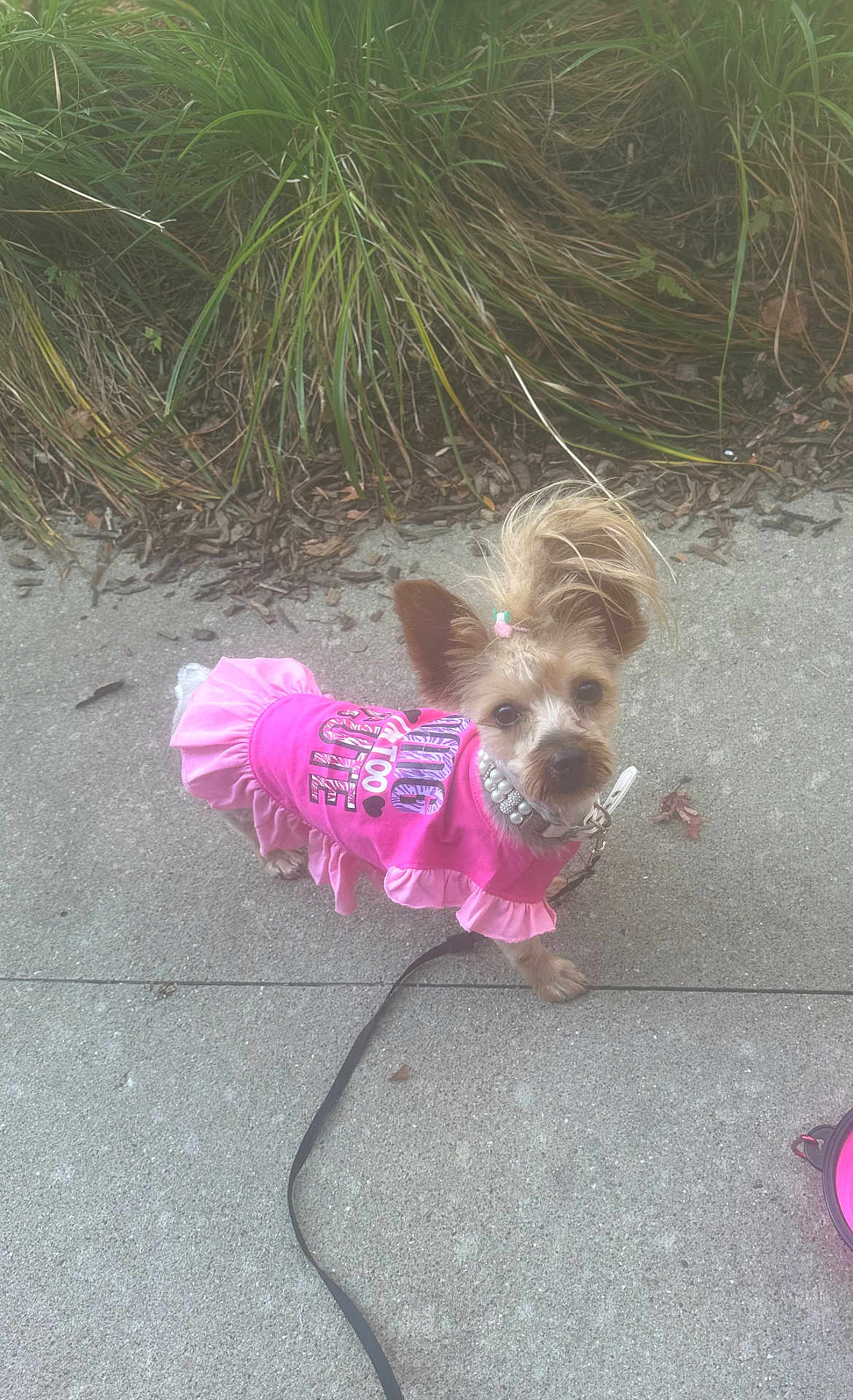 Lady is registered to the contest to win money with this photo: dog, small_dog, pink_clothing, leash, sidewalk, plants, outdoor, curious, pet, animal, fur, ears, walking, accessory, cute, tiny, ruffle, concrete, greenery, collar