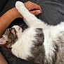 abyssinian, animal, blanket, bodypart, cat, chair, couch, finger, furniture, hand, kitten, manx, person, pet, siamese, sleeping