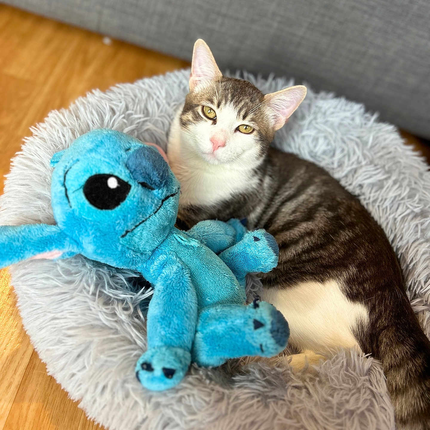 Lulu participe au concours pour gagner de l'argent avec cette photo : abyssinian, animal, blanket, canine, cat, cushion, dog, dogbed, face, head, homedecor, kitten, manx, person, pet, photography, plush, portrait, sleeping, toy