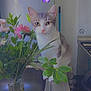 abyssinian, animal, cat, cookware, daisy, flower, flowerarrangement, flowerbouquet, geranium, ikebana, jar, kitten, leaf, pet, petal, plant, pottedplant, pottery, purple, vase