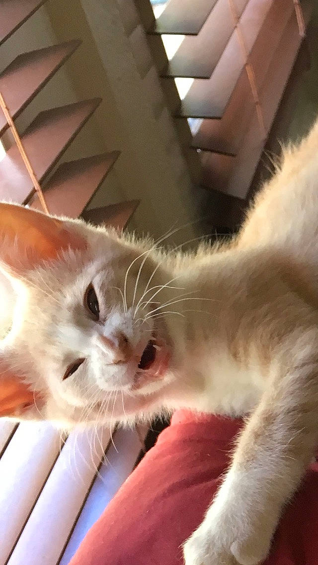 Jack joined the competition — help win amazing prizes! carnivore, cat, claw, comfort, domestic_short_haired_cat, ear, eye, fawn, felidae, foot, fur, gesture, leg, nap, paw, small_to_medium_sized_cats, snout, tail, whiskers, wood