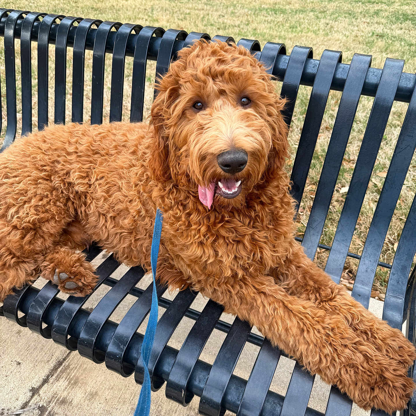 Chewy is registered to the contest to win money with this photo: animal, bench, black_bench, canine, curly_fur, cute, daytime, dog, friendly, fur, grass, happy, leash, nature, outdoor, park, pet, playful, resting, tongue_out