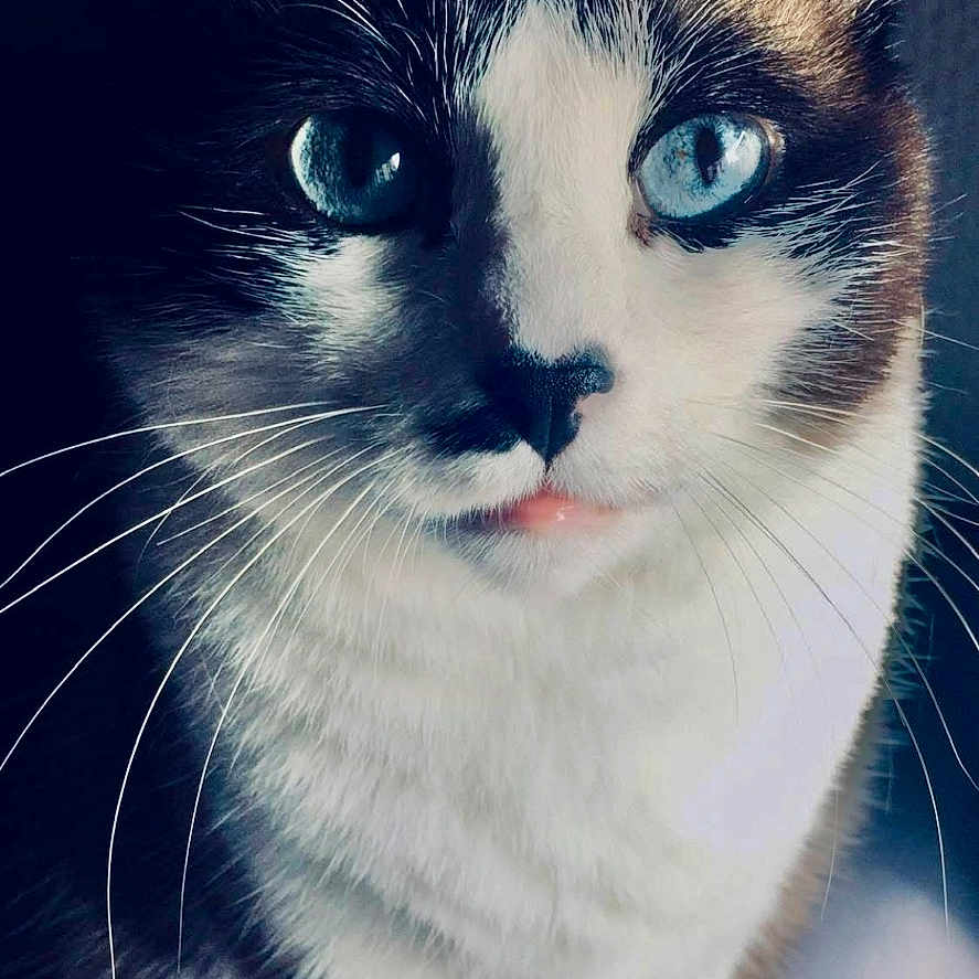 Naïme participe au concours pour gagner de l'argent avec cette photo : alert, animal, blue_eyes, brown_fur, cat, close_up, cute, domestic_cat, face, feline, focused, fur, indoor, looking, pet, portrait, sitting, soft_lighting, whiskers, white_fur