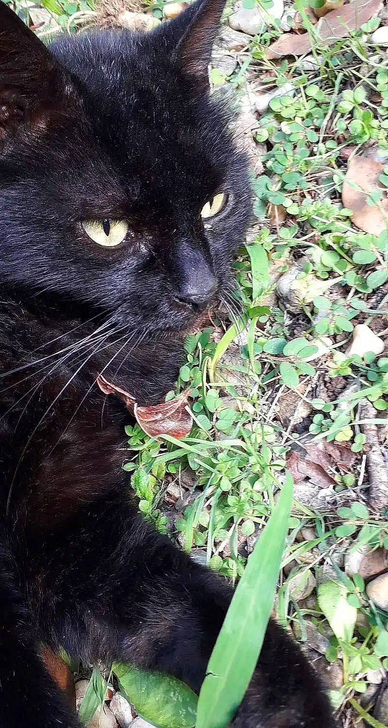 La Mémé a rejoint le concours — aidez-le/la à gagner de superbes lots ! black_cat, bombay, carnivore, cat, domestic_short_haired_cat, eye, felidae, fur, grass, groundcover, iris, leaf, organism, plant, small_to_medium_sized_cats, snout, terrestrial_animal, terrestrial_plant, whiskers, wildlife