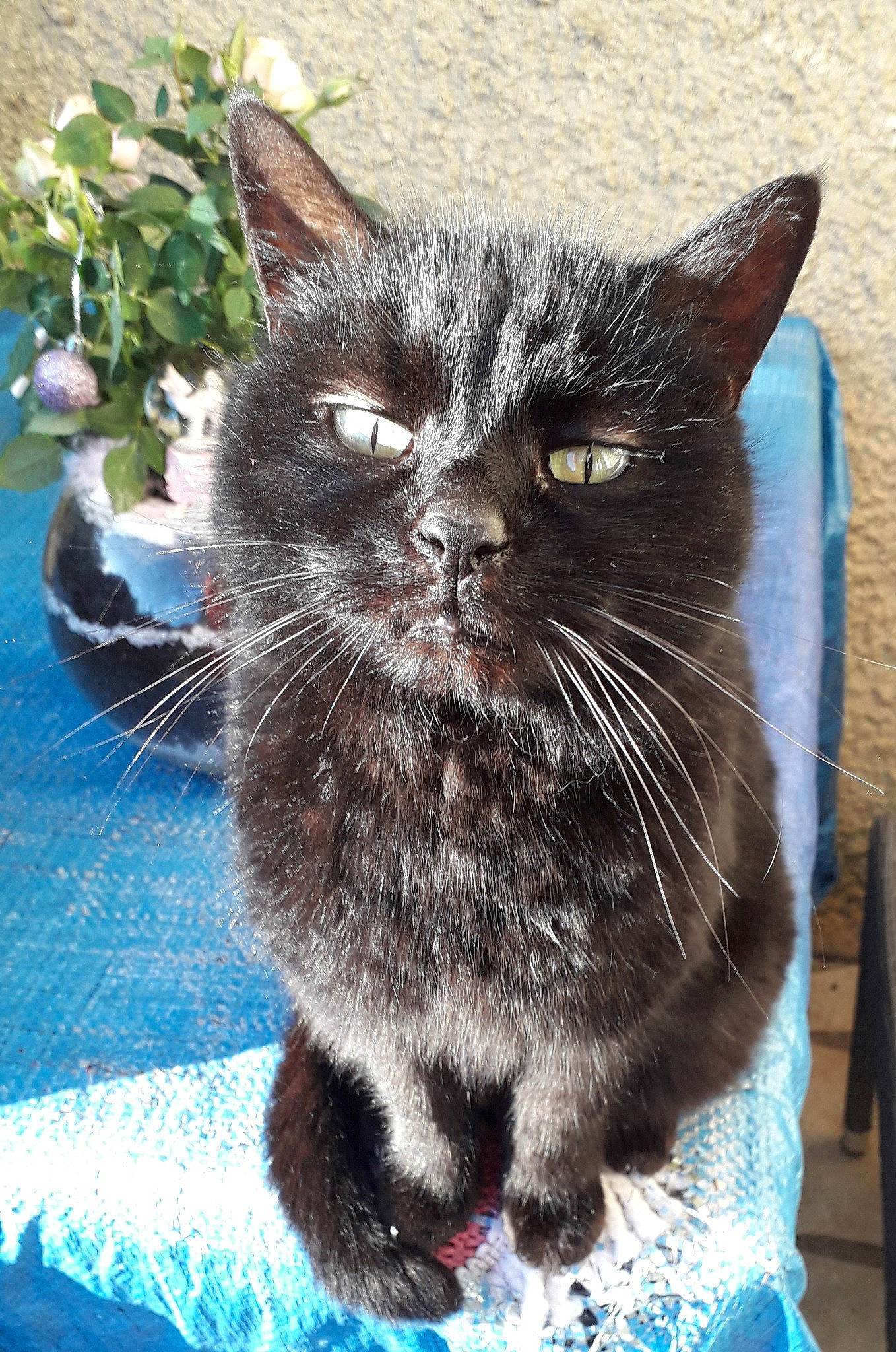 La Mémé a rejoint le concours — aidez-le/la à gagner de superbes lots ! black_cat, carnivore, cat, claw, domestic_short_haired_cat, electric_blue, felidae, flowerpot, fur, grass, groundcover, paw, plant, sitting, small_to_medium_sized_cats, snout, tail, terrestrial_animal, whiskers