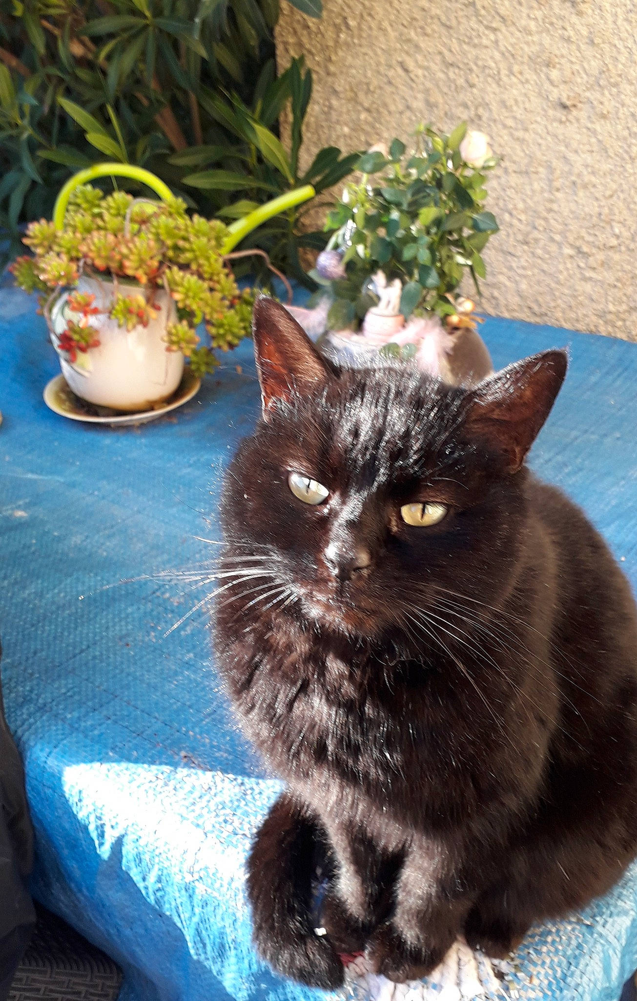 La Mémé participe au concours pour gagner de l'argent avec cette photo : annual_plant, black_cat, carnivore, cat, domestic_short_haired_cat, event, felidae, flowerpot, fur, grass, herb, houseplant, linens, plant, sitting, small_to_medium_sized_cats, snout, tablecloth, tail, whiskers