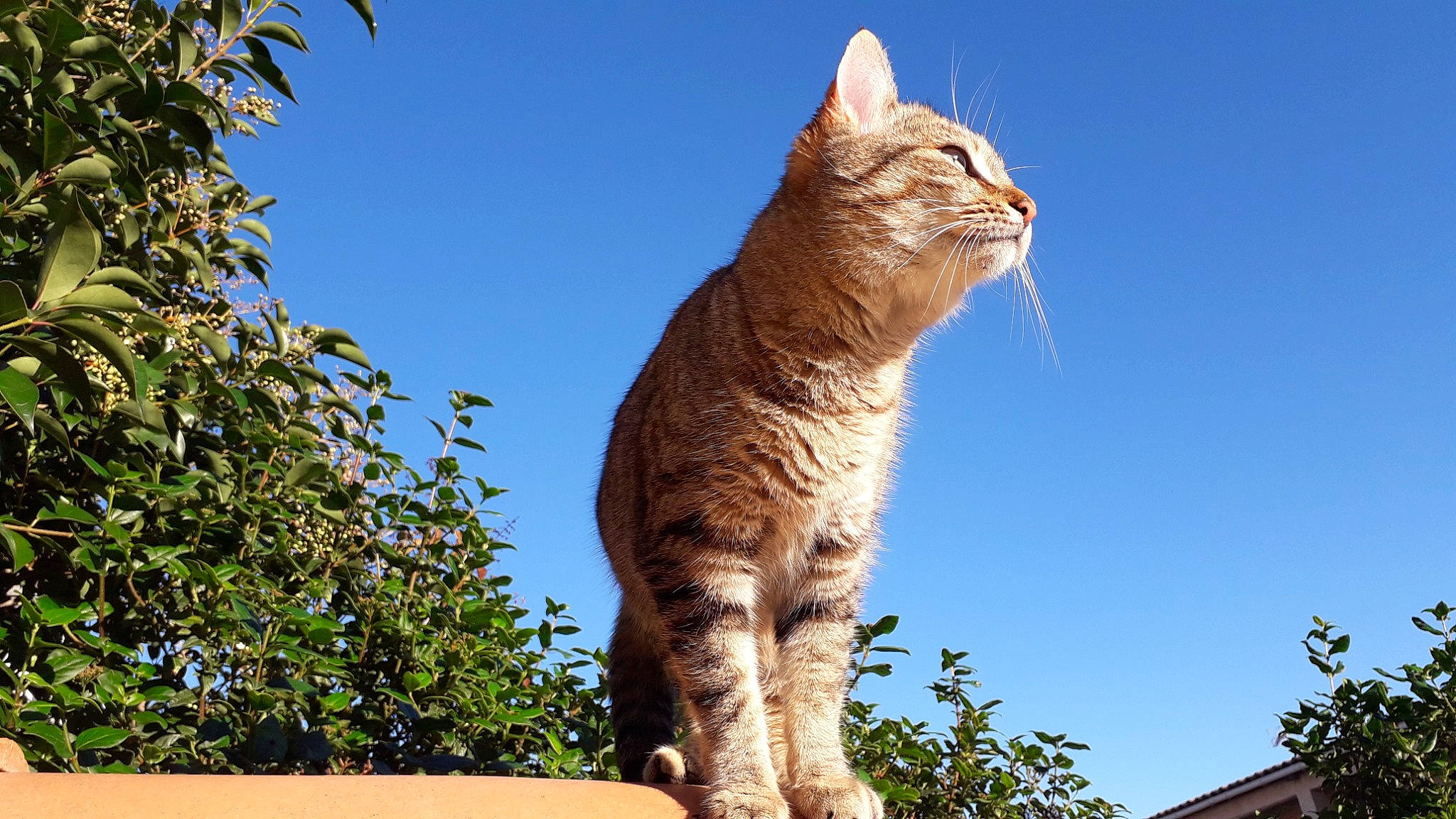 Tigrette participe au concours pour gagner de l'argent avec cette photo : branch, carnivore, cat, domestic_short_haired_cat, fawn, felidae, fur, grass, plant, sky, small_to_medium_sized_cats, snout, tail, terrestrial_animal, tree, trunk, twig, whiskers, wildlife, wood