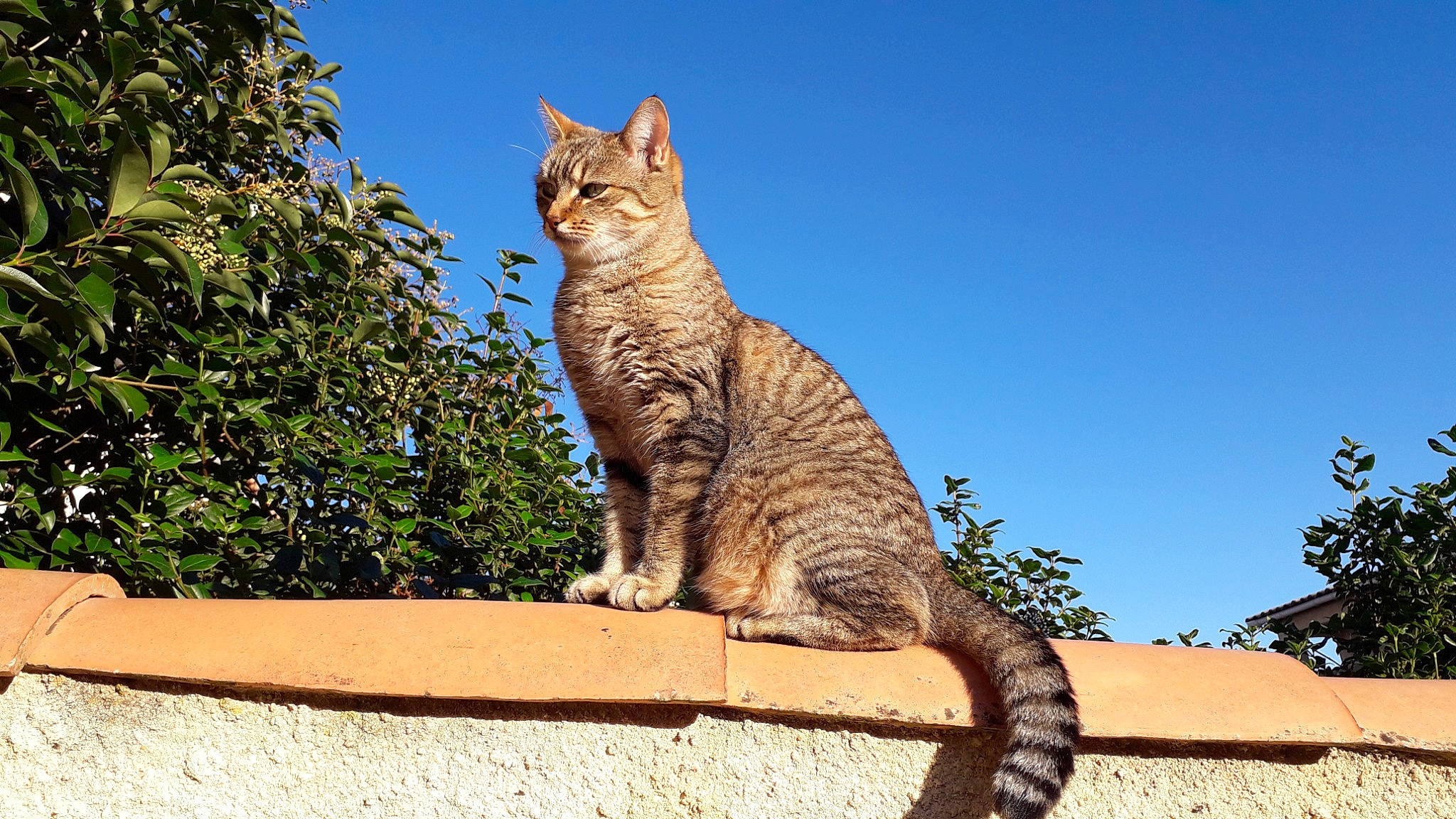 Tigrette participe au concours pour gagner de l'argent avec cette photo : carnivore, cat, domestic_short_haired_cat, fawn, felidae, fur, grass, lynx, plant, roof, sky, small_to_medium_sized_cats, snout, tail, terrestrial_animal, tree, trunk, whiskers, wildlife, wood