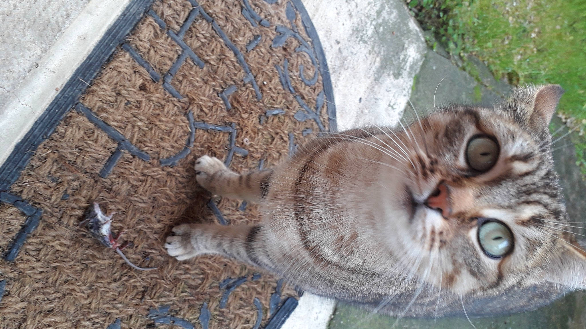 Tigrette participe au concours pour gagner de l'argent avec cette photo : carnivore, cat, domestic_short_haired_cat, fawn, felidae, fur, grass, paw, plant, road_surface, small_to_medium_sized_cats, snout, tail, terrestrial_animal, tree, trunk, whiskers, wildlife, window, wood