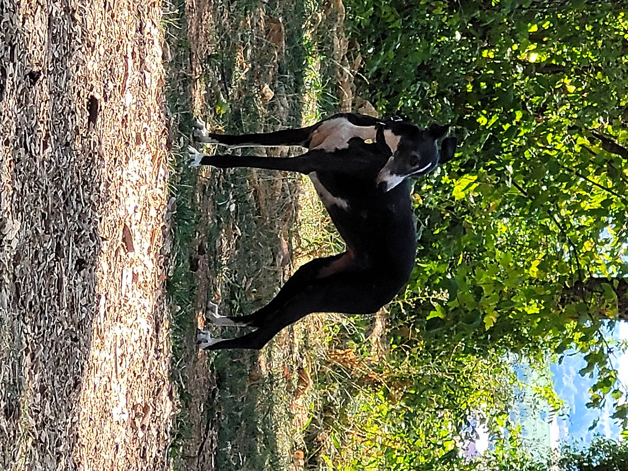 Wendy a rejoint le concours — aidez-le/la à gagner de superbes lots ! acrobatics, adventure, balance, beak, extreme_sport, grass, happy, jumping, leisure, people_in_nature, personal_protective_equipment, plant, recreation, sculpture, shadow, tail, tree, trunk, water, wildlife