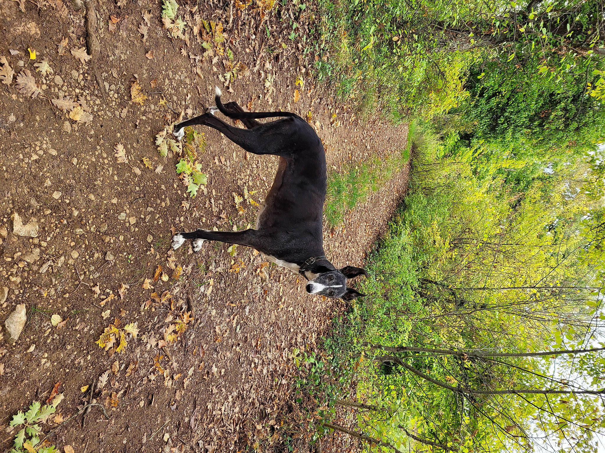 Wendy participe au concours pour gagner de l'argent avec cette photo : asphalt, beak, forest, grass, landscape, natural_landscape, people_in_nature, plant, plant_stem, road_surface, shadow, soil, tail, terrestrial_animal, tree, trunk, twig, water, wildlife, wood