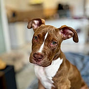 Balou participe au concours pour gagner de l'argent avec cette photo : dog, puppy, brown, white, indoor, portrait, pet, cute, animal, canine, ears, face, fur, eyes, nose, blanket, soft, cozy, home, young