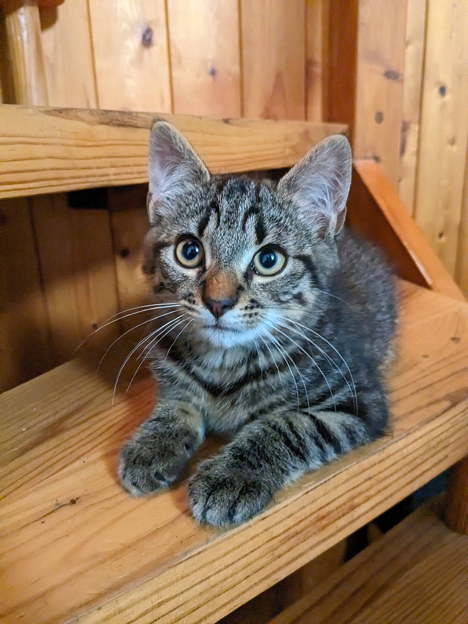 Tempête participe au concours pour gagner de l'argent avec cette photo : carnivore, cat, domestic_short_haired_cat, door, felidae, flooring, fur, hardwood, paw, plank, sitting, small_to_medium_sized_cats, snout, tail, terrestrial_animal, varnish, whiskers, wood, wood_flooring, wood_stain