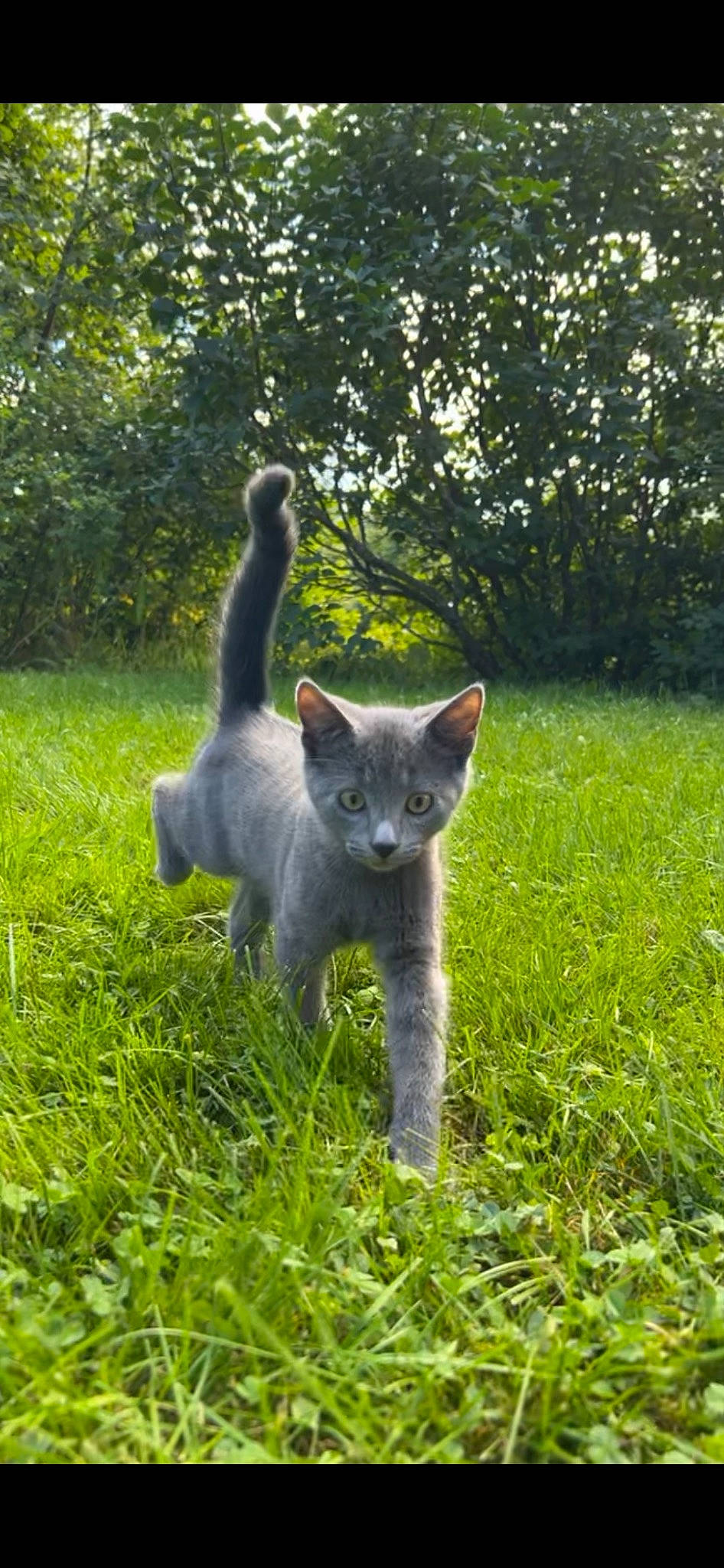 Ivan joined the competition — help win amazing prizes! canidae, carnivore, cat, domestic_short_haired_cat, fawn, felidae, fur, grass, grassland, groundcover, plant, russian_blue, small_to_medium_sized_cats, snout, tail, terrestrial_animal, terrestrial_plant, tree, whiskers, wildlife