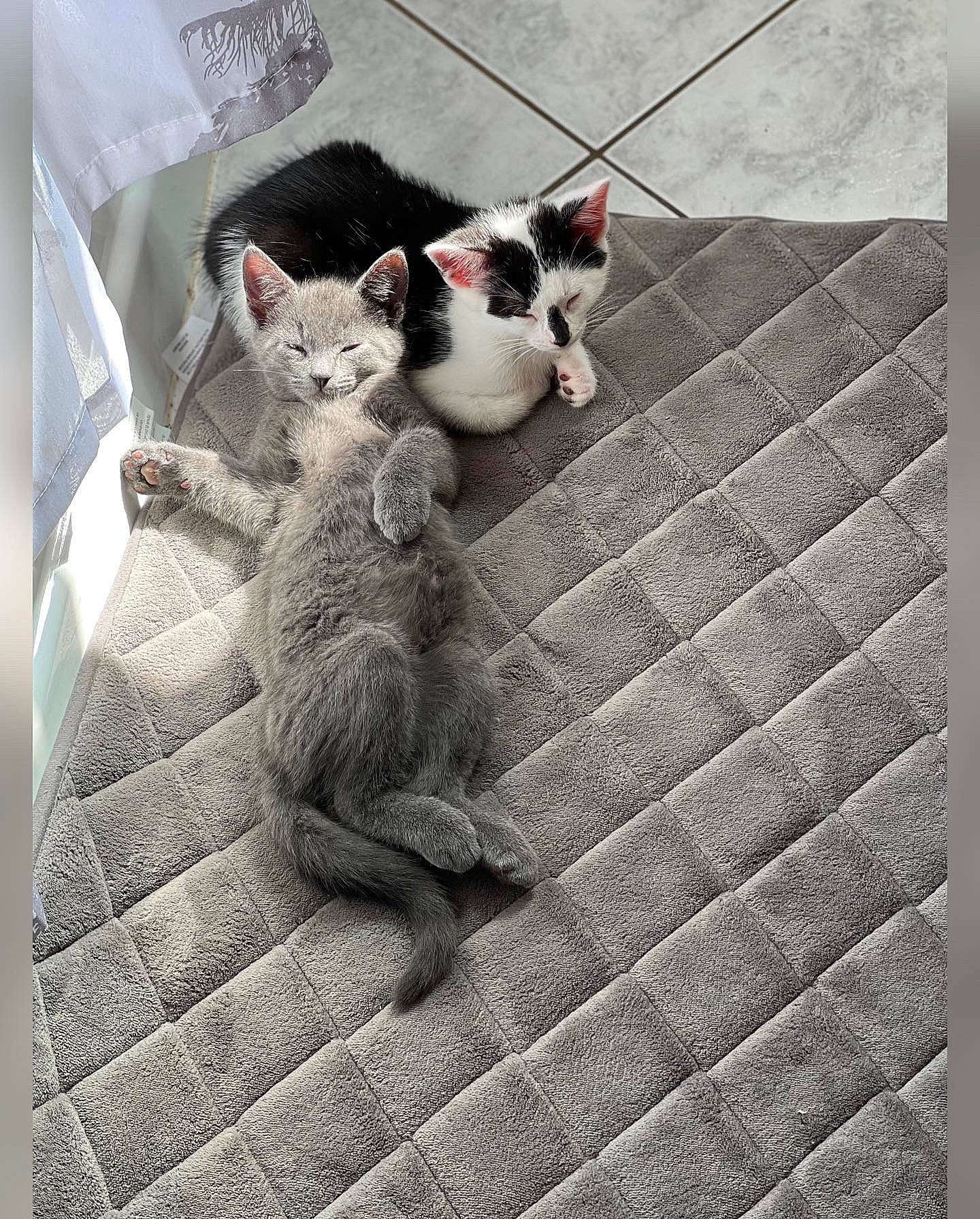 Ivan is registered to the contest to win money with this photo: carnivore, cat, claw, comfort, domestic_short_haired_cat, fawn, felidae, flooring, fur, grey, line, metal, paw, small_to_medium_sized_cats, snapshot, snout, tail, terrestrial_animal, whiskers, wood