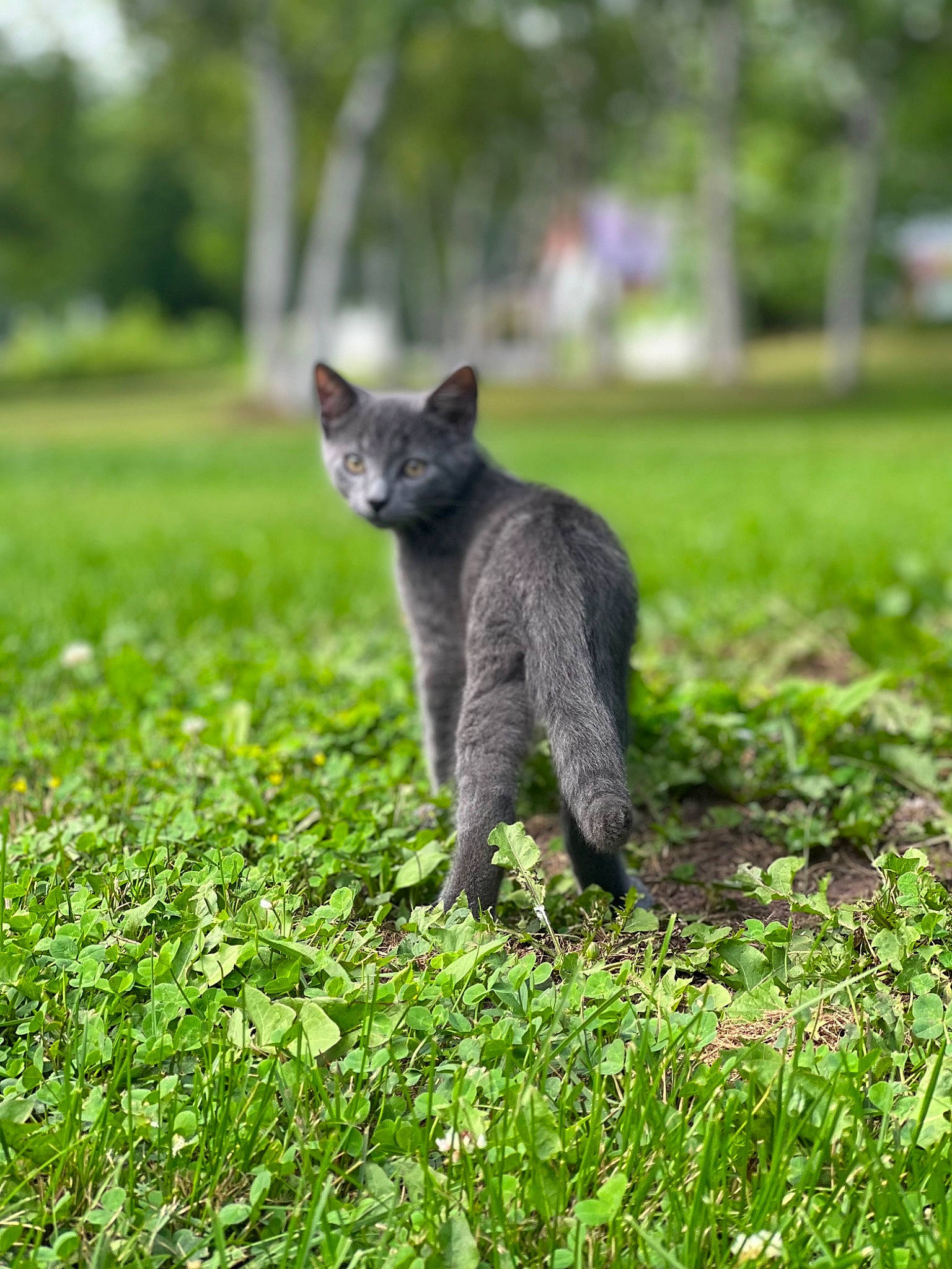 Ivan is registered to the contest to win money with this photo: carnivore, cat, domestic_short_haired_cat, felidae, field, fur, grass, grass_family, grassland, groundcover, pasture, plant, russian_blue, small_to_medium_sized_cats, snout, tail, terrestrial_animal, tree, trunk, whiskers
