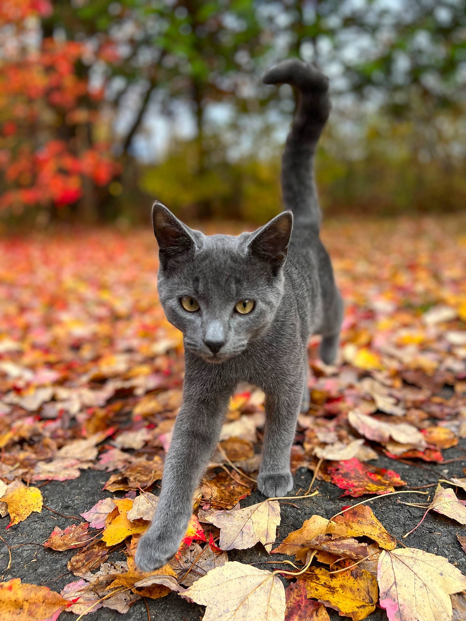 Ivan is registered to the contest to win money with this photo: carnivore, cat, deciduous, domestic_short_haired_cat, eye, fawn, felidae, fur, grass, grey, head, leaf, plant, small_to_medium_sized_cats, snout, tail, terrestrial_animal, tree, whiskers, wood