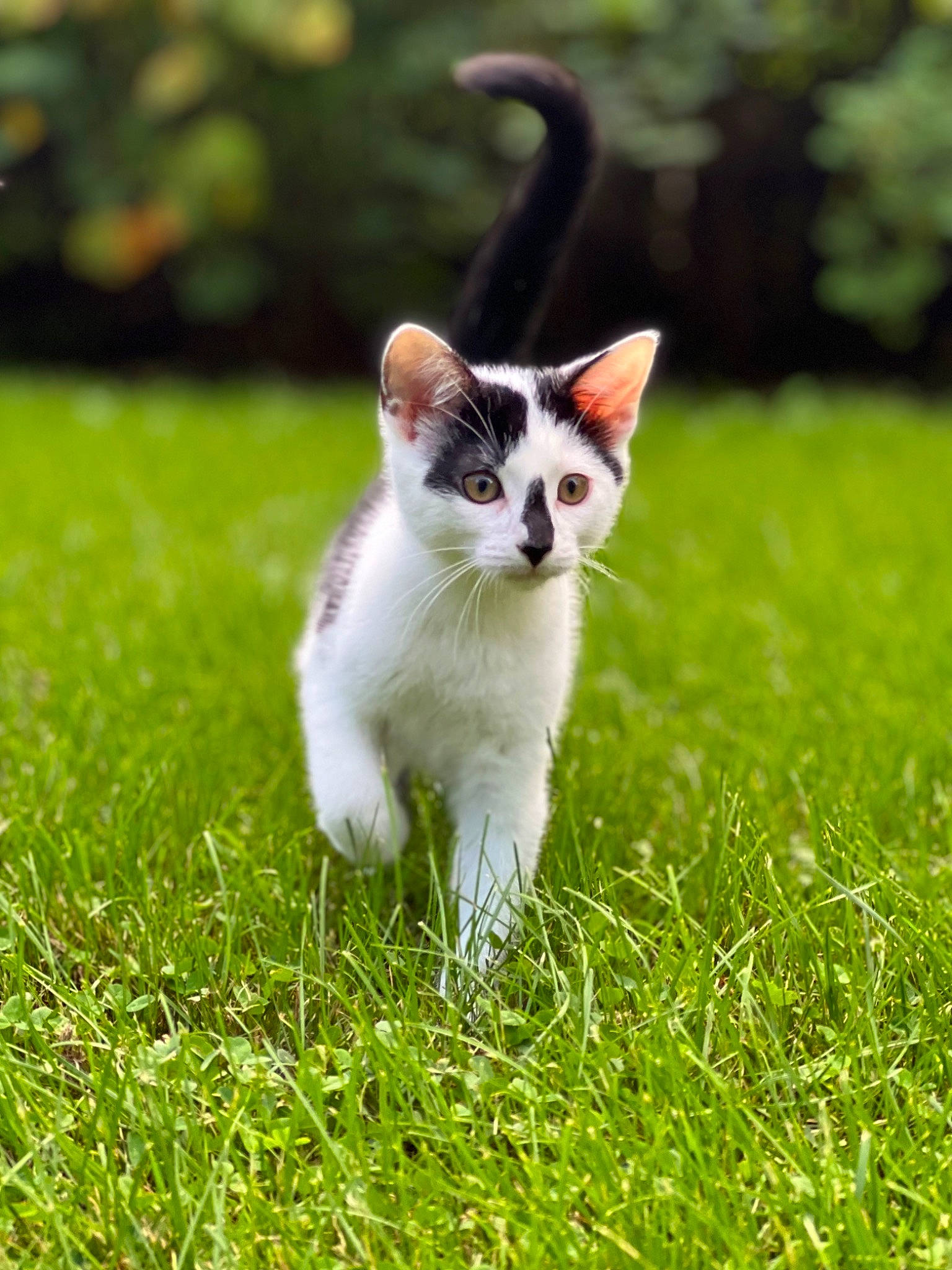 Calvin joined the competition — help win amazing prizes! carnivore, cat, domestic_short_haired_cat, fawn, felidae, fur, grass, grass_family, grassland, groundcover, lawn, meadow, plant, small_to_medium_sized_cats, snout, tail, terrestrial_animal, tree, whiskers, wildlife