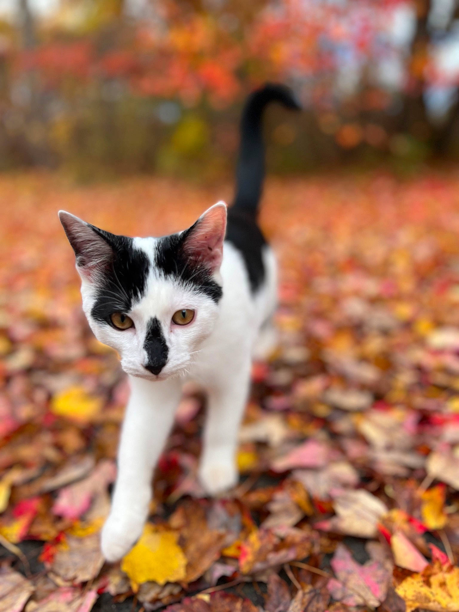 Calvin is registered to the contest to win money with this photo: autumn, carnivore, cat, deciduous, domestic_short_haired_cat, felidae, fur, grass, landscape, leaf, natural_landscape, plant, small_to_medium_sized_cats, snout, soil, tail, tints_and_shades, tree, whiskers, wildlife