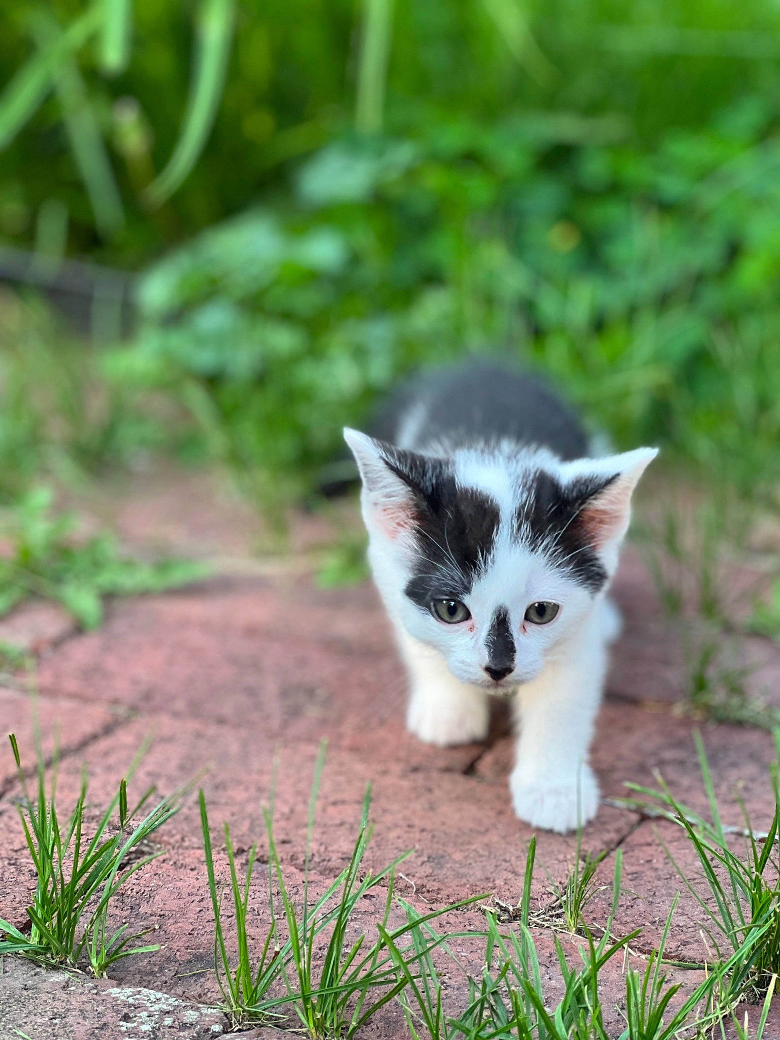 Calvin joined the competition — help win amazing prizes! carnivore, cat, dog_breed, domestic_short_haired_cat, eye, fawn, felidae, fur, grass, groundcover, herb, herbaceous_plant, plant, small_to_medium_sized_cats, snout, soil, tail, terrestrial_animal, whiskers, wildlife