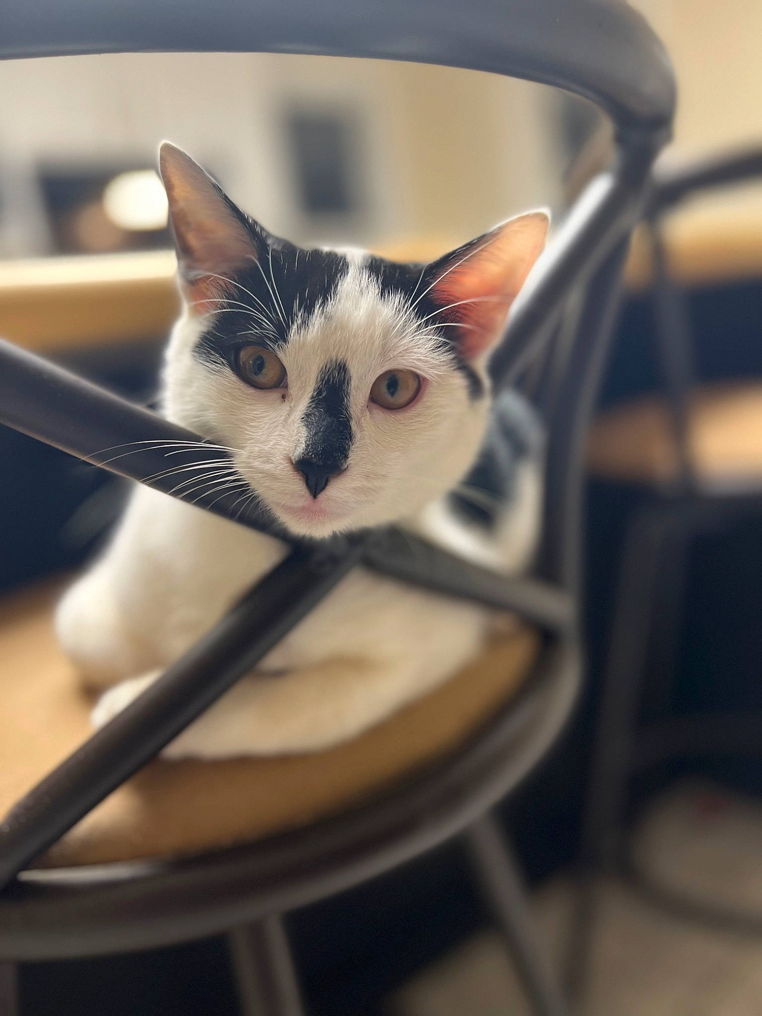 Calvin is registered to the contest to win money with this photo: audio_equipment, carnivore, cat, domestic_short_haired_cat, eye, felidae, flowerpot, fur, iris, metal, rim, small_to_medium_sized_cats, snout, spoke, tail, whiskers, wood