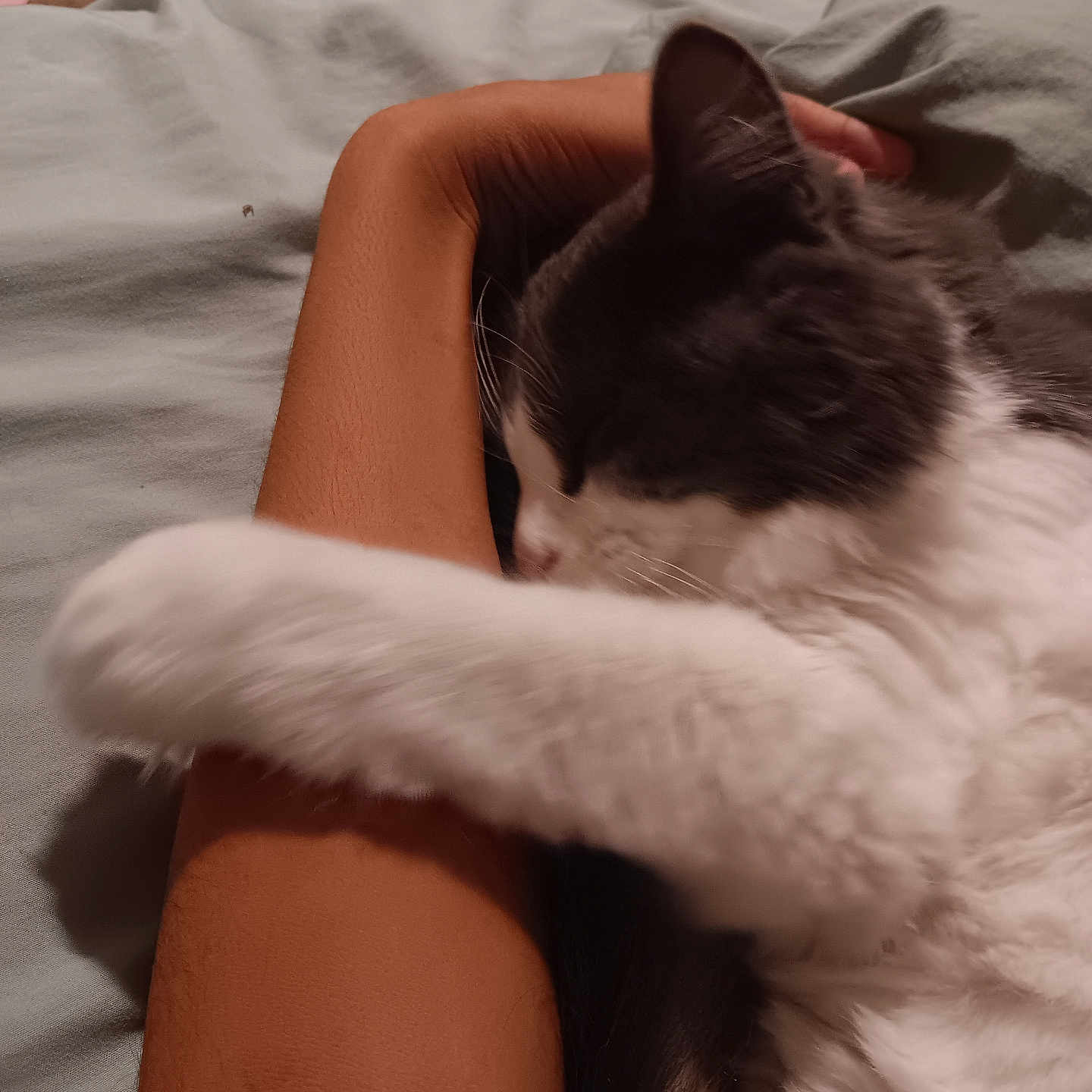 Batman is registered to the contest to win money with this photo: animal, arm, bed, black_and_white, cat, comfort, cozy, cute, domestic, feline, furniture, furry, human, indoor, paw, pet, relaxation, resting, sleeping, soft