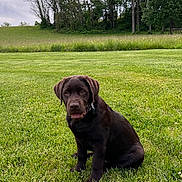 Kraven joined the competition — help win amazing prizes! dog, puppy, labrador, chocolate_lab, grass, outdoor, nature, field, trees, sky, canine, pet, animal, young_dog, sitting, greenery, collar, cute, adorable, playful