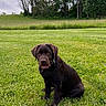 dog, puppy, labrador, chocolate_lab, grass, outdoor, nature, field, trees, sky, canine, pet, animal, young_dog, sitting, greenery, collar, cute, adorable, playful