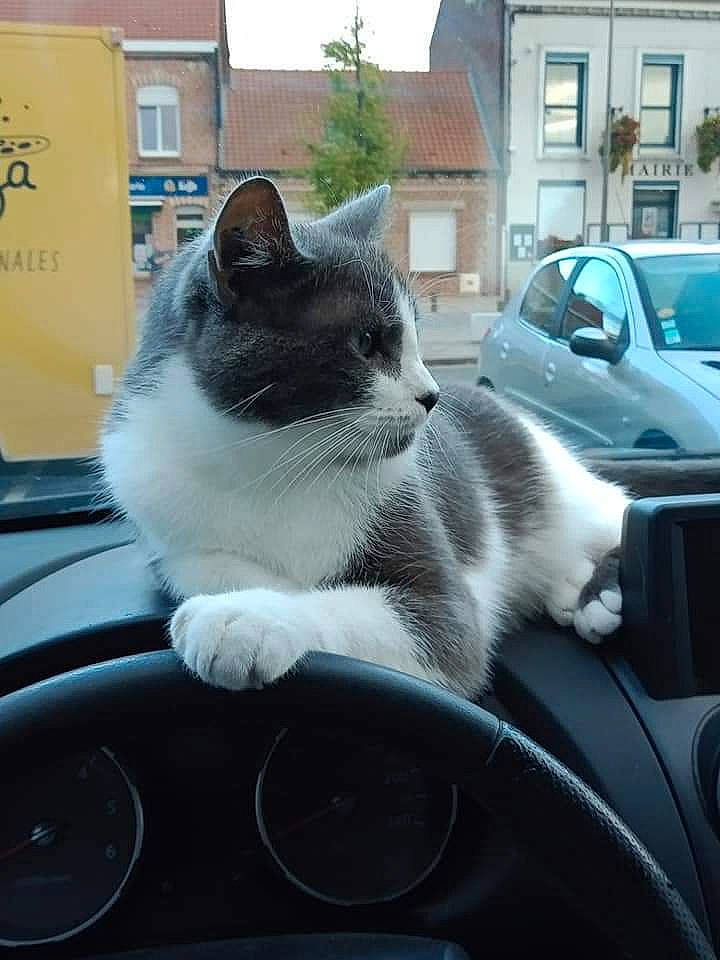 Pilou participe au concours pour gagner de l'argent avec cette photo : automotive_exterior, automotive_lighting, automotive_mirror, automotive_tire, car, carnivore, cat, felidae, hood, motor_vehicle, plant, small_to_medium_sized_cats, snout, tree, vehicle, vehicle_door, whiskers, window, windscreen_wiper, windshield