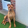 Arrow a rejoint le concours — aidez-le/la à gagner de superbes lots ! dog, pit_bull, brown_dog, sitting, portrait, outdoor, doorway, brick_wall, stucco_wall, artificial_grass, water_bowl, pet, animal, short_hair, muscular, floppy_ears, front_view, serious_expression, home_exterior, natural_light