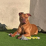 Arrow a rejoint le concours — aidez-le/la à gagner de superbes lots ! dog, brown_dog, outdoor, sunlight, grass, artificial_grass, wall, corner, sitting, lying_down, portrait, pet, canine, rope_toy, toy, short_hair, muscular, floppy_ears, serious_expression, backyard