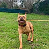 Arrow participe au concours pour gagner de l'argent avec cette photo : dog, pit_bull, brown_dog, standing, running, bamboo_stick, stick, outdoor, garden, grass, park, trees, nature, pet, collar, open_mouth, happy, playful, animal, portrait