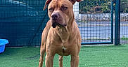 Arrow a rejoint le concours — aidez-le/la à gagner de superbes lots ! dog, pit_bull, canine, brown_dog, standing, portrait, outdoors, backyard, artificial_grass, fence, gate, trees, blue_container, floppy_ears, muscular, short_coat, front_view, alert, pet, animal