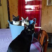 Apolon participe au concours pour gagner de l'argent avec cette photo : cat, black_cat, tabby_cat, bucket, table, chair, curtain, indoor, domestic_animal, feline, pet, wooden_wall, purple_tablecloth, household, sunlight, window, curious, sitting, three_animals, cozy