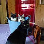 black_cat, bucket, cat, chair, cozy, curious, curtain, domestic_animal, feline, household, indoor, pet, purple_tablecloth, sitting, sunlight, tabby_cat, table, three_animals, window, wooden_wall