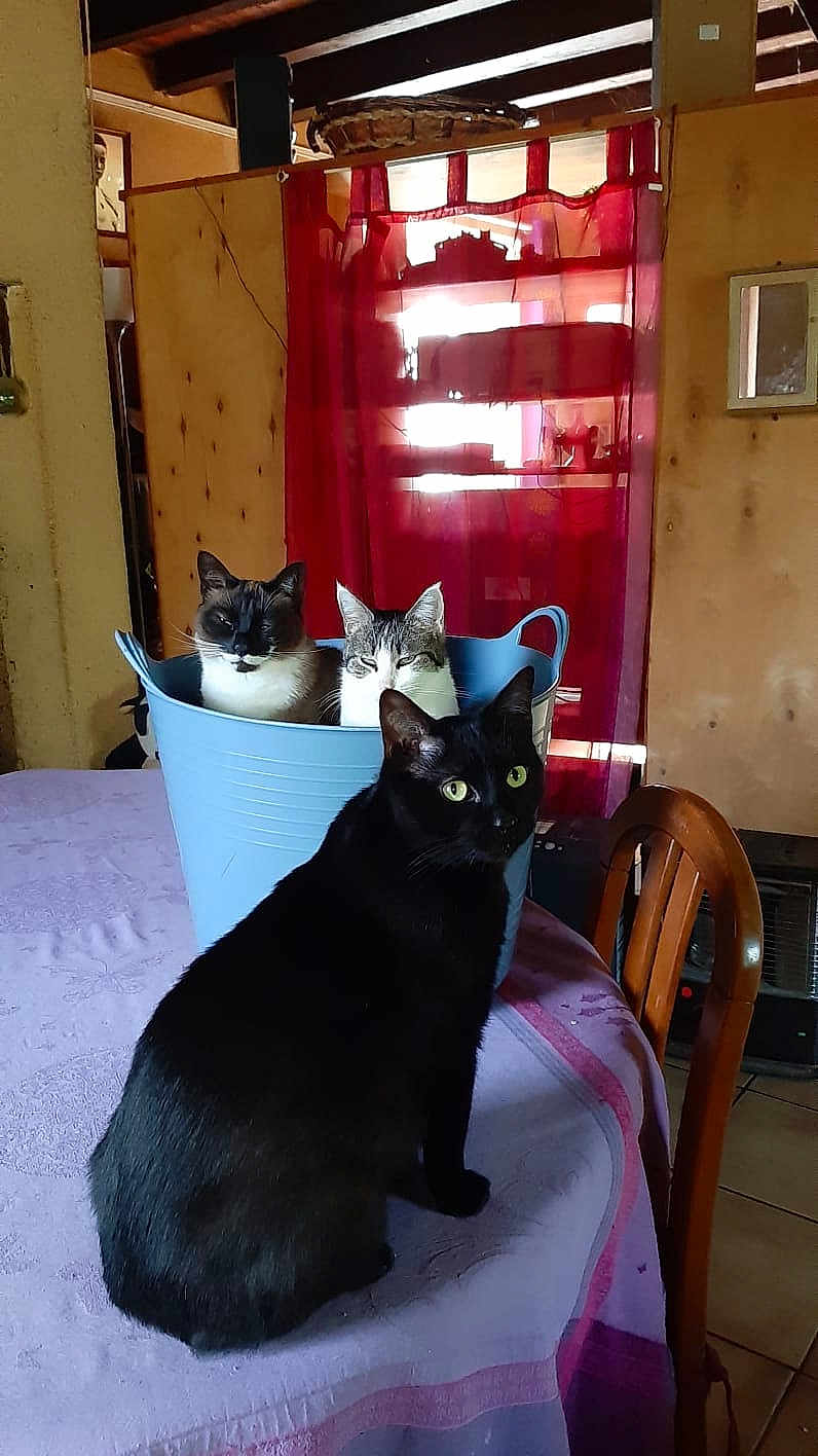 Apolon participe au concours pour gagner de l'argent avec cette photo : cat, black_cat, tabby_cat, bucket, table, chair, curtain, indoor, domestic_animal, feline, pet, wooden_wall, purple_tablecloth, household, sunlight, window, curious, sitting, three_animals, cozy