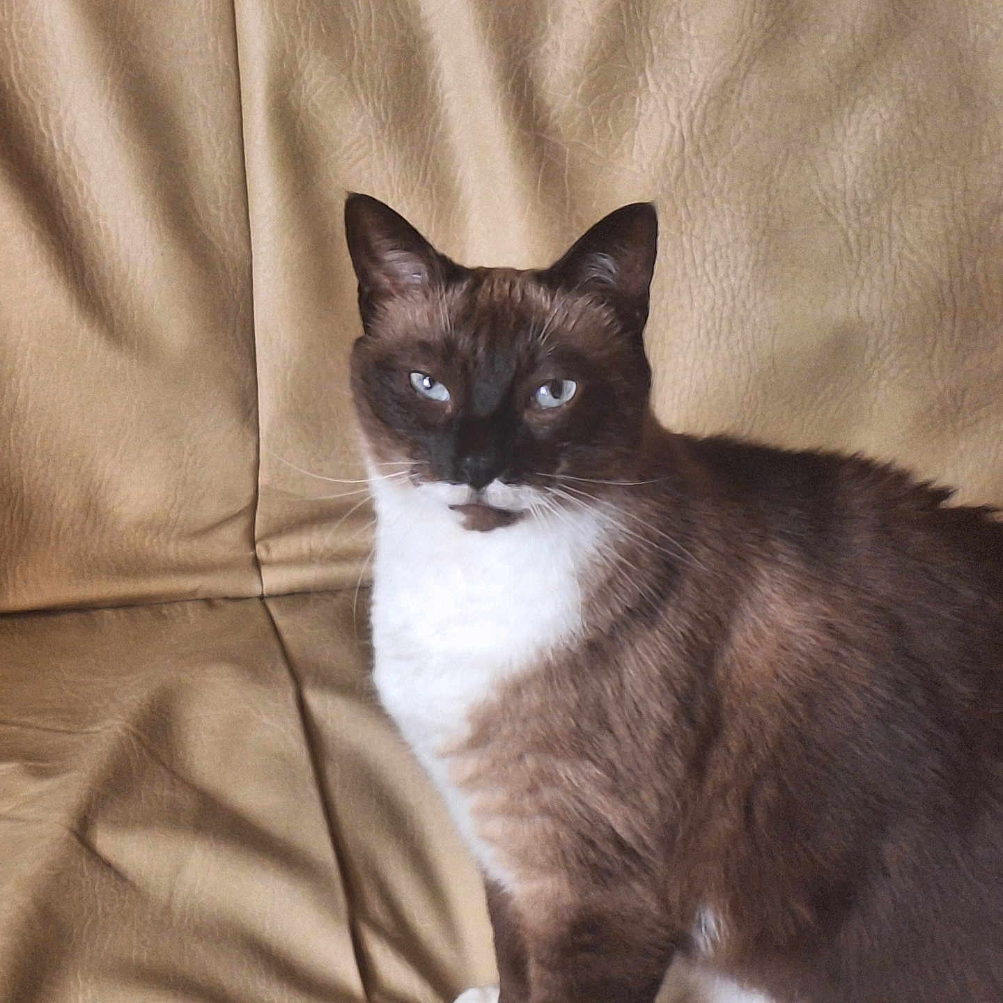 Canaille participe au concours pour gagner de l'argent avec cette photo : animal, beige, blue_eyes, calm, cat, couch, cute, domestic, ears, face, feline, fur, indoor, leather, looking, mammal, pet, siamese_cat, sitting, whiskers