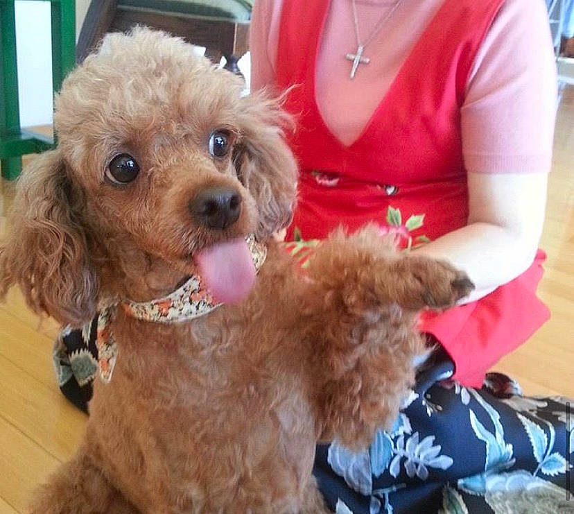 Morning joined the competition — help win amazing prizes! canidae, carnivore, cavapoo, cockapoo, companion_dog, dog, dog_breed, maltepoo, mammal, miniature_poodle, non_sporting_group, poodle, poodle_crossbreed, puppy, puppy_love, snout, standard_poodle, toy_dog, toy_poodle, vertebrate