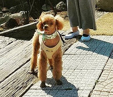 Morning joined the competition — help win amazing prizes! american_cocker_spaniel, canidae, carnivore, cocker_spaniel, companion_dog, dog, dog_breed, fawn, leash, liver, miniature_poodle, poodle, spaniel, sporting_group, toy_poodle