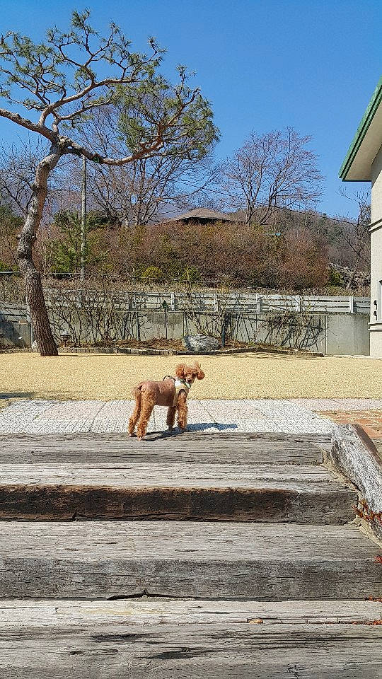 Morning is registered to the contest to win money with this photo: airedale_terrier, canidae, carnivore, dog, dog_breed, fawn, hunting_dog, irish_terrier, leash, rhodesian_ridgeback, sporting_group, street_dog, tree, vizsla, winter