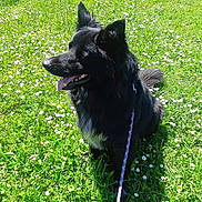 Olaf a rejoint le concours — aidez-le/la à gagner de superbes lots ! dog, black_dog, grass, flowers, leash, outdoor, sunlight, pet, animal, nature, happy, canine, summer, playful, ears, tongue, field, green, flora, daytime