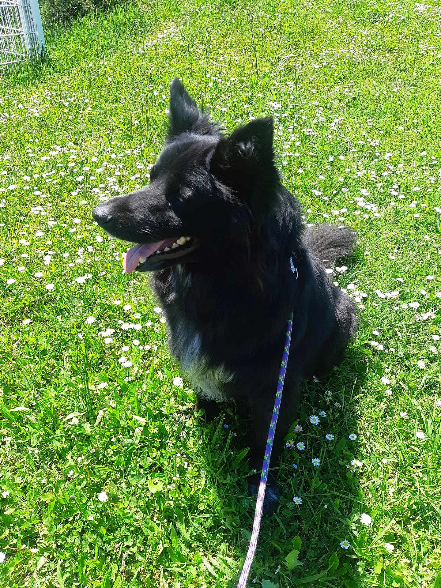 Olaf a rejoint le concours — aidez-le/la à gagner de superbes lots ! dog, black_dog, grass, flowers, leash, outdoor, sunlight, pet, animal, nature, happy, canine, summer, playful, ears, tongue, field, green, flora, daytime