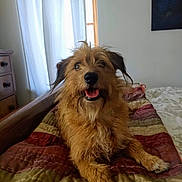 Cassie joined the competition — help win amazing prizes! animal, bed, brown, canine, cozy, curtains, dog, fur, furniture, furry, happy, indoor, painting, pet, portrait, quilt, resting, smiling, tongue_out, wooden