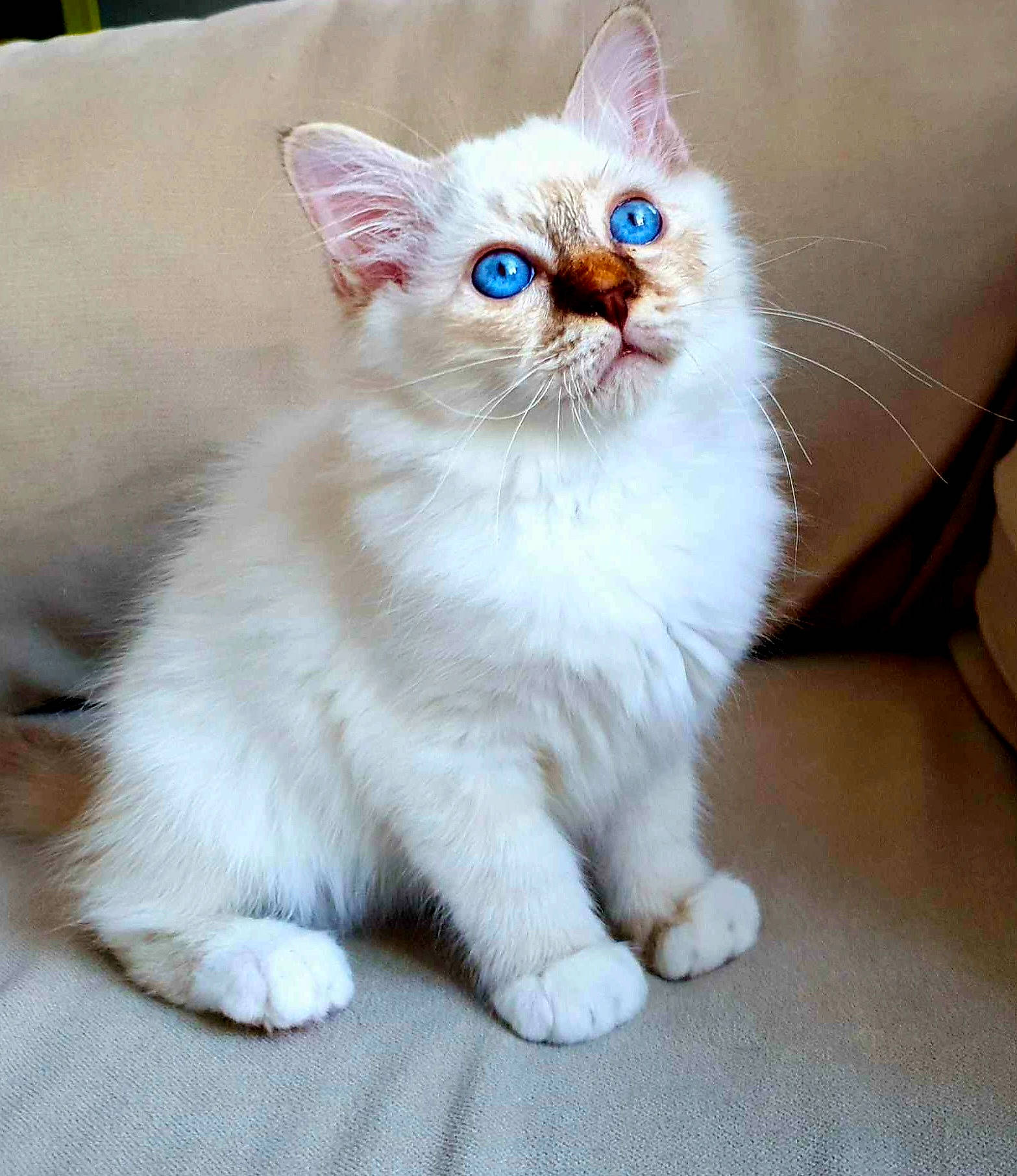 Sox participe au concours pour gagner de l'argent avec cette photo : carnivore, cat, claw, comfort, domestic_short_haired_cat, felidae, fur, paw, photo_caption, small_to_medium_sized_cats, snout, tail, whiskers